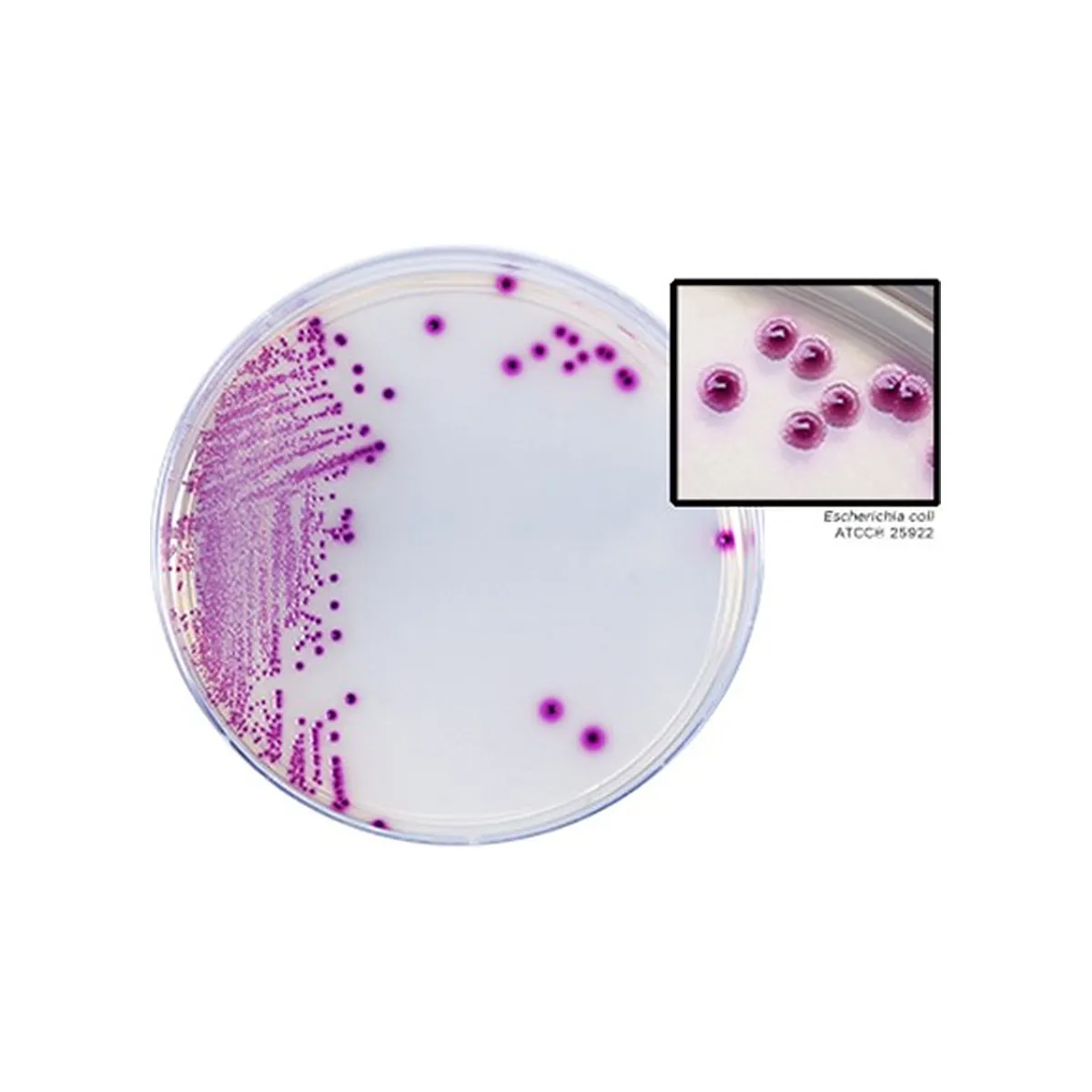 HardyCHROM™ MRSA